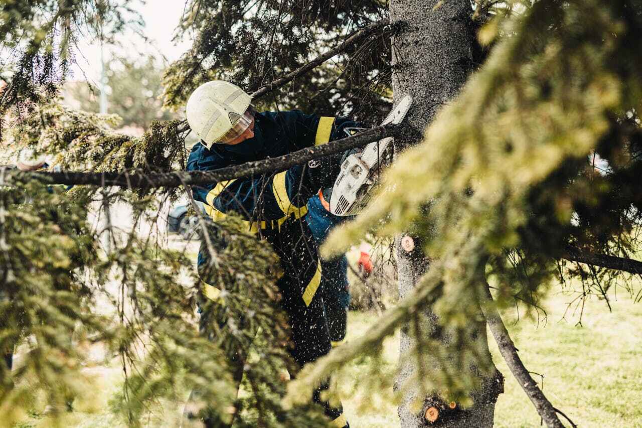 Best Emergency Storm Tree Removal  in Long Beach, IN